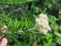 Cassinia aculeata aculeata