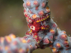 Ophiothela mirabilis