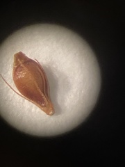 Rhynchospora knieskernii