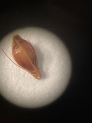 Rhynchospora knieskernii