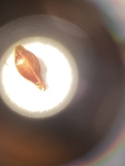 Rhynchospora knieskernii