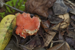 Cantharellus coccolobae