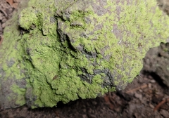 Chaenotheca furfuracea