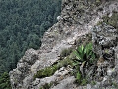 Agave salmiana crassispina