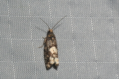 Epinotia trigonella