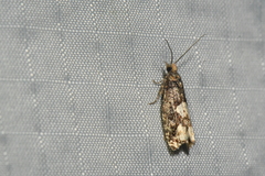 Epinotia trigonella