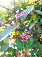 Malpighia glabra