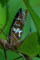Polyura pyrrhus