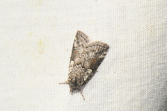 Nycteola