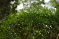 Funastrum gracile