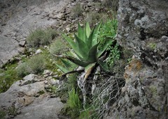 Agave salmiana crassispina