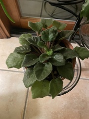 Streptocarpus ionanthus