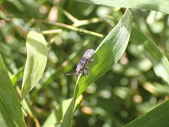 Rhinotia bimaculata