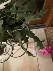 Schlumbergera