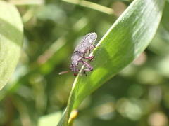 Rhinotia bimaculata