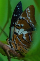 Polyura pyrrhus