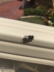 Odontomyia decipiens