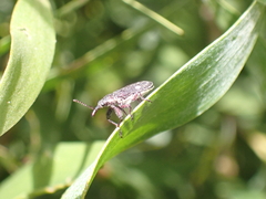 Rhinotia bimaculata