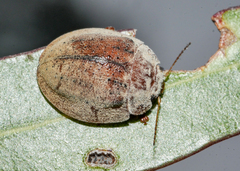 Trachymela sublimbata