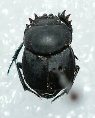 Boreocanthon simplex