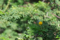 Vachellia tortuosa