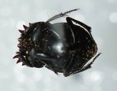 Boreocanthon simplex