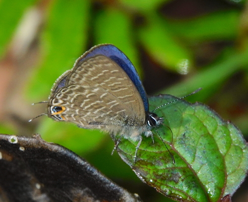 Nacaduba tristis