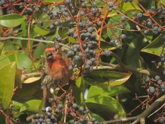 Haemorhous mexicanus