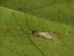 Paracaeciliidae