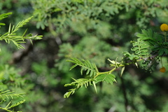 Vachellia tortuosa