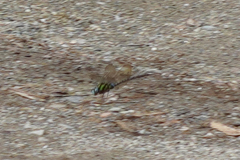 Rhionaeschna cornigera