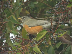 Turdus migratorius