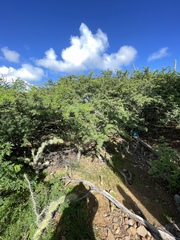 Vachellia tortuosa