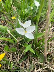 Weldenia candida
