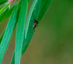 Aedes vexans
