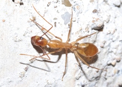 Camponotus festinatus