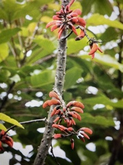 Erythrina falcata
