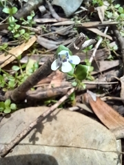 Lindernia rotundifolia