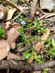 Lindernia rotundifolia