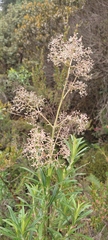 Valeriana hirtella