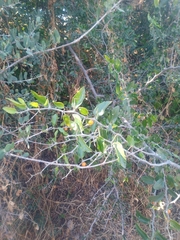 Celtis pallida