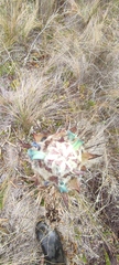 Puya pygmaea