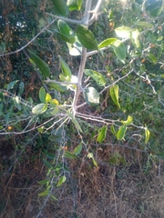 Celtis pallida