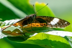 Hypolimnas saundersii