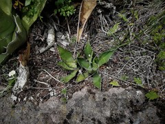 Agave salmiana crassispina