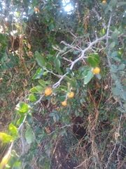 Celtis pallida