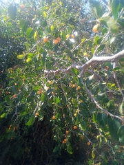 Celtis pallida