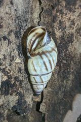 Drymaeus multilineatus