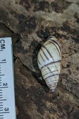 Drymaeus multilineatus