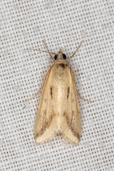 Achyra massalis